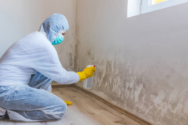 Mold Remediation specialist working in Milton