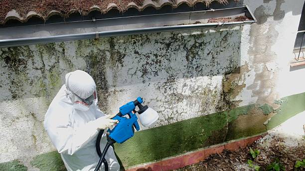 Mold Remediation service in Milton, Milton, MA
